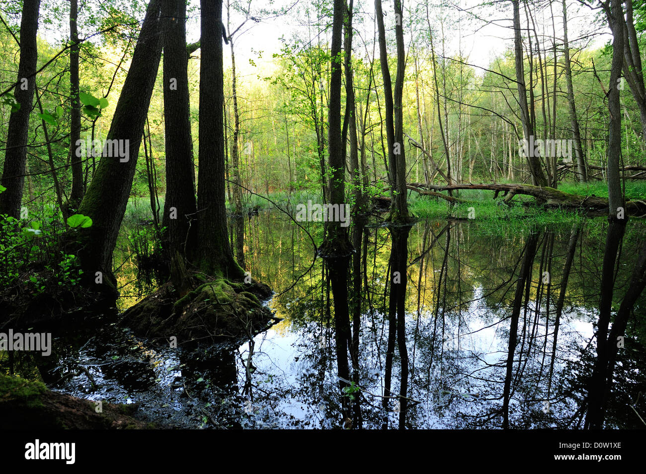 Sumpfiger wald Fotos und Bildmaterial in hoher Auflösung Alamy