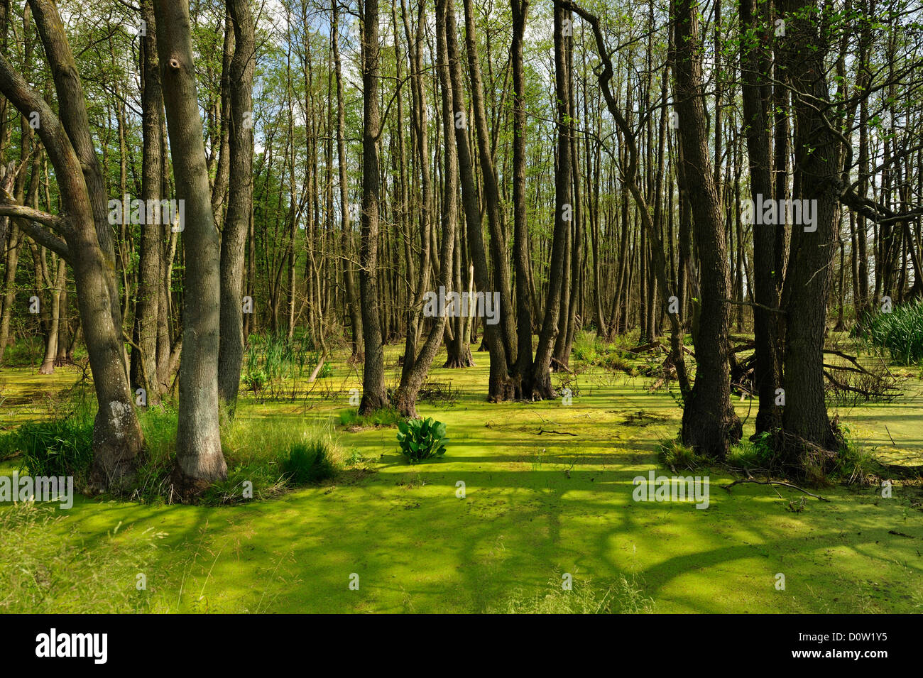 Sumpfiger wald Fotos und Bildmaterial in hoher Auflösung Alamy