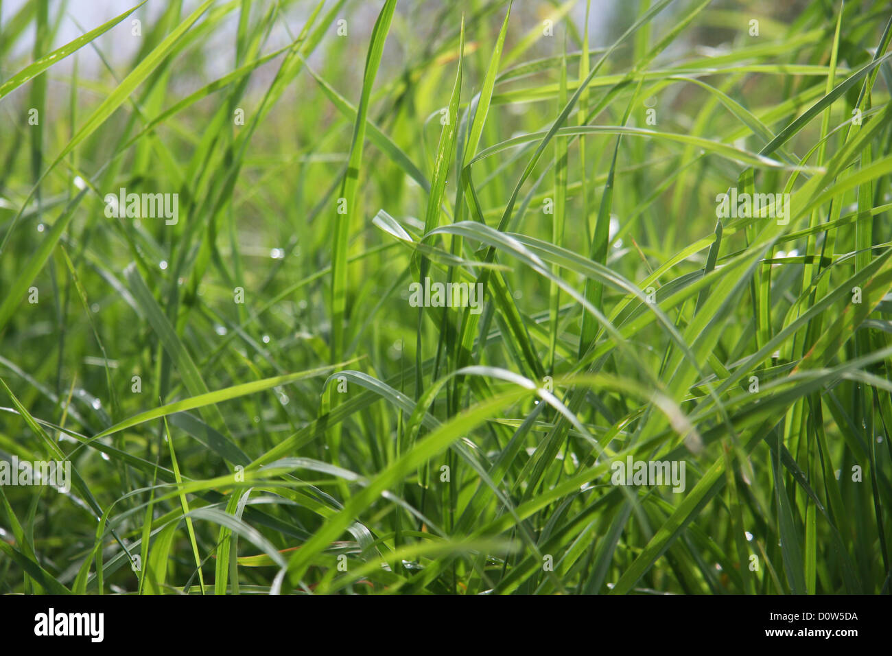 Natur, Rasen, grün, Wiese Detail, Blätter von Pflanzen, Rasen, Muster, Konzepte, Stockfoto