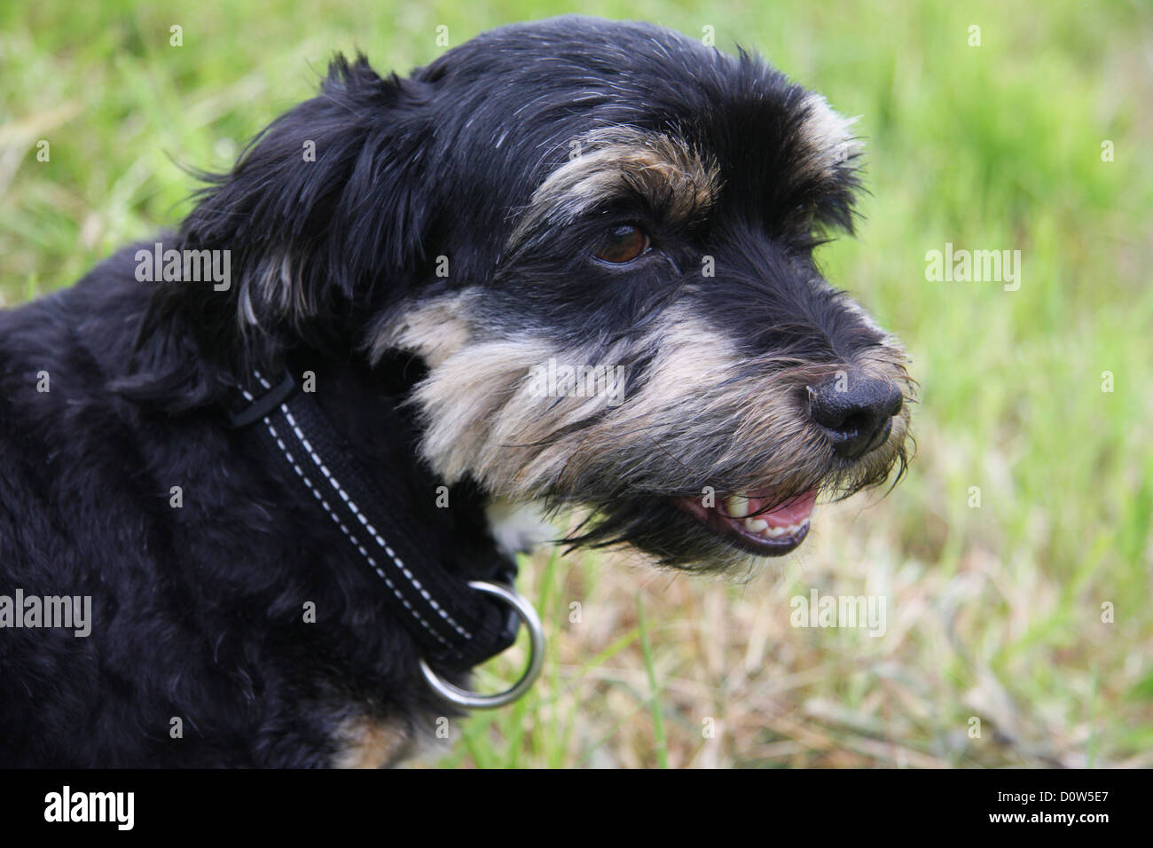 Hund, heimischen Tier, Haustier, Hund Rasse, Havaneser, Tier, Kopf, Porträt, Stockfoto