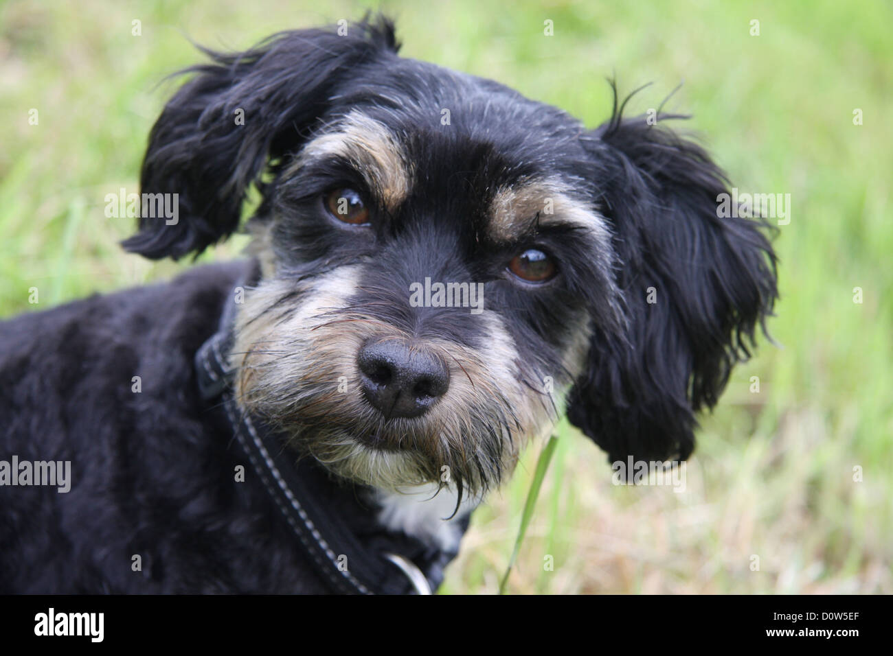 Hund, heimischen Tier, Haustier, Hund Rasse, Havaneser, Tier, Kopf, Porträt, Stockfoto