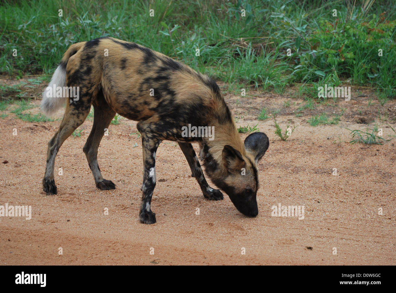 Afrikanischer Wildhund im Krüger Nationalpark, Südafrika Stockfoto