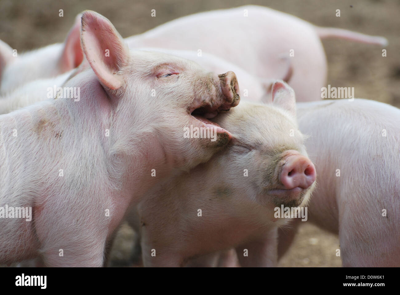 Ferkel auf einer Farm in Hampshire, UK Stockfoto