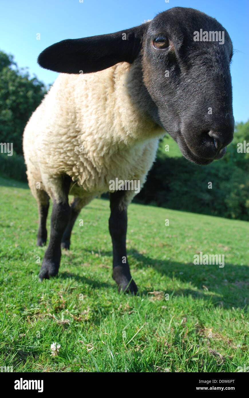 Ein Suffolk Schaf auf einer Farm in Devon, UK Stockfoto