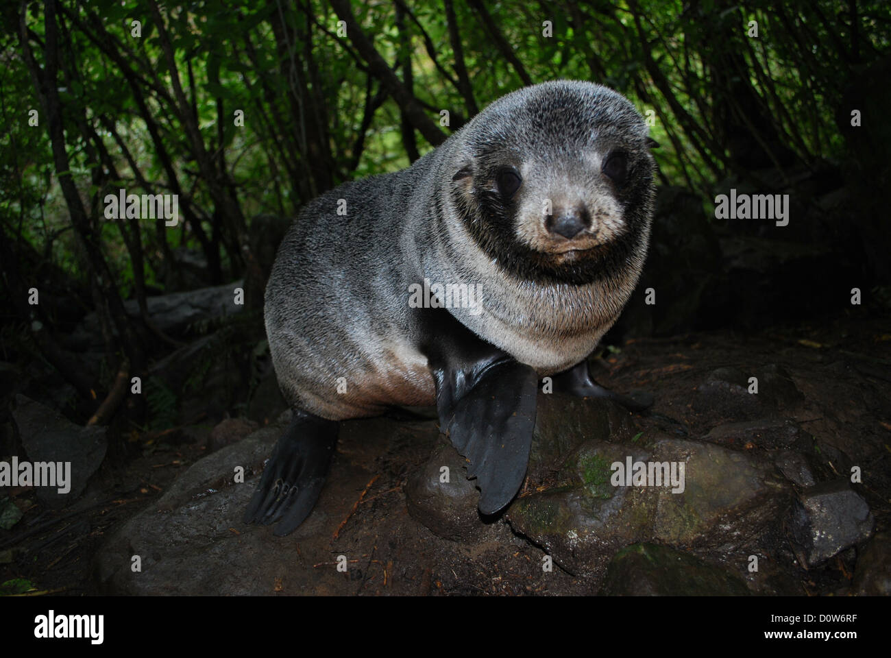 New Zealand Fur Seal Pup Ohau Stream, Kaikoura, Neuseeland Stockfoto