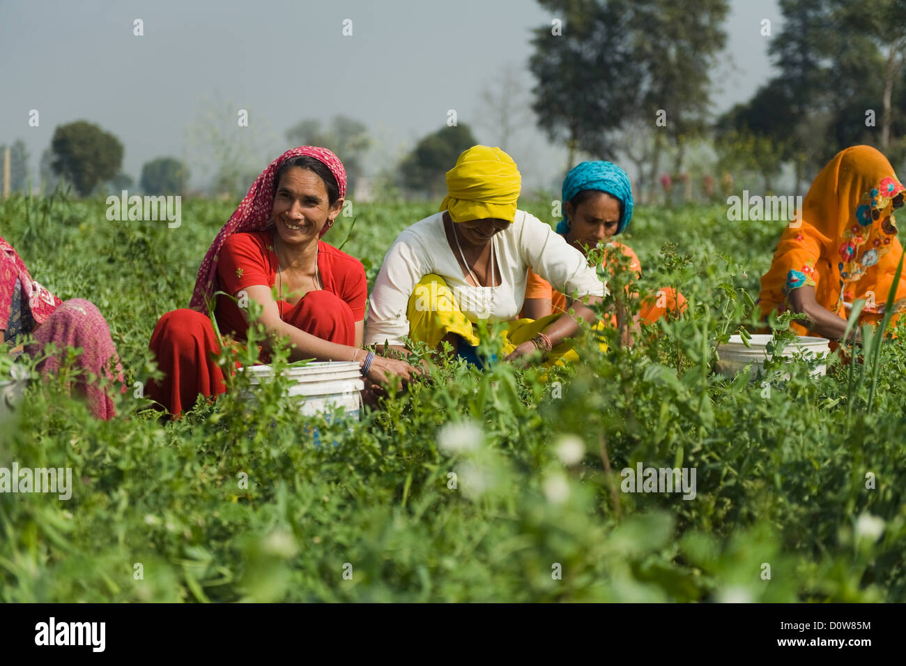 Weibliche Landarbeiter Kommissionierung grünen Erbsenschoten, Farrukh Nagar, Gurgaon, Haryana, Indien Stockfoto