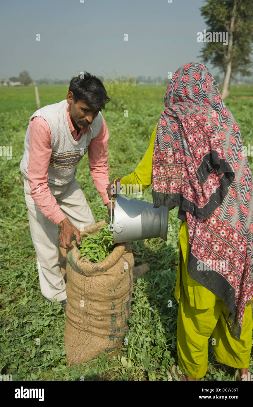 Frau grün Erbsenschoten in meschotschek mit einem Mann zu füllen, Farrukh Nagar, Gurgaon, Haryana, Indien Stockfoto