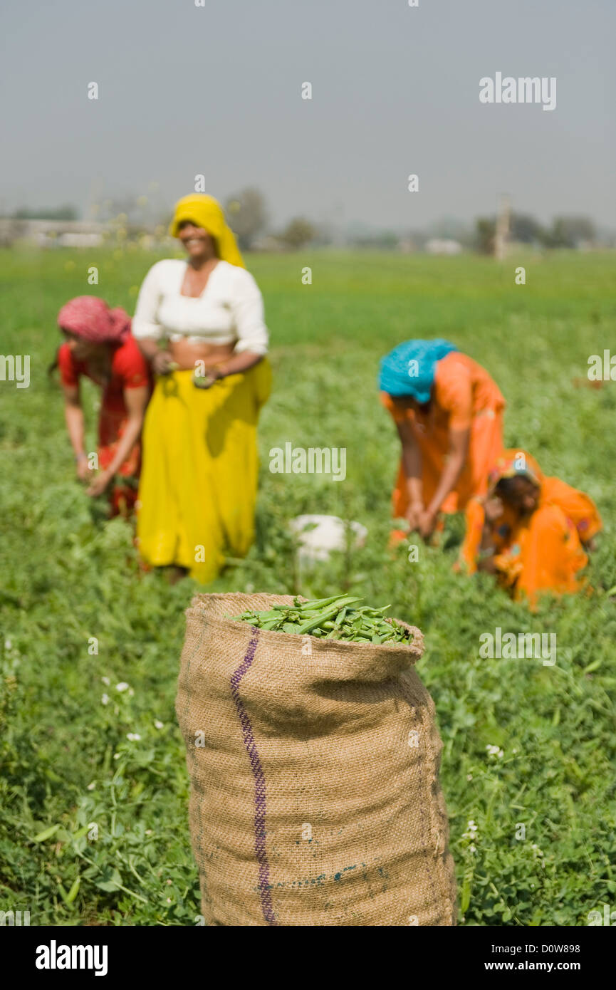 Weibliche Landarbeiter Kommissionierung grünen Erbsenschoten, Farrukh Nagar, Gurgaon, Haryana, Indien Stockfoto