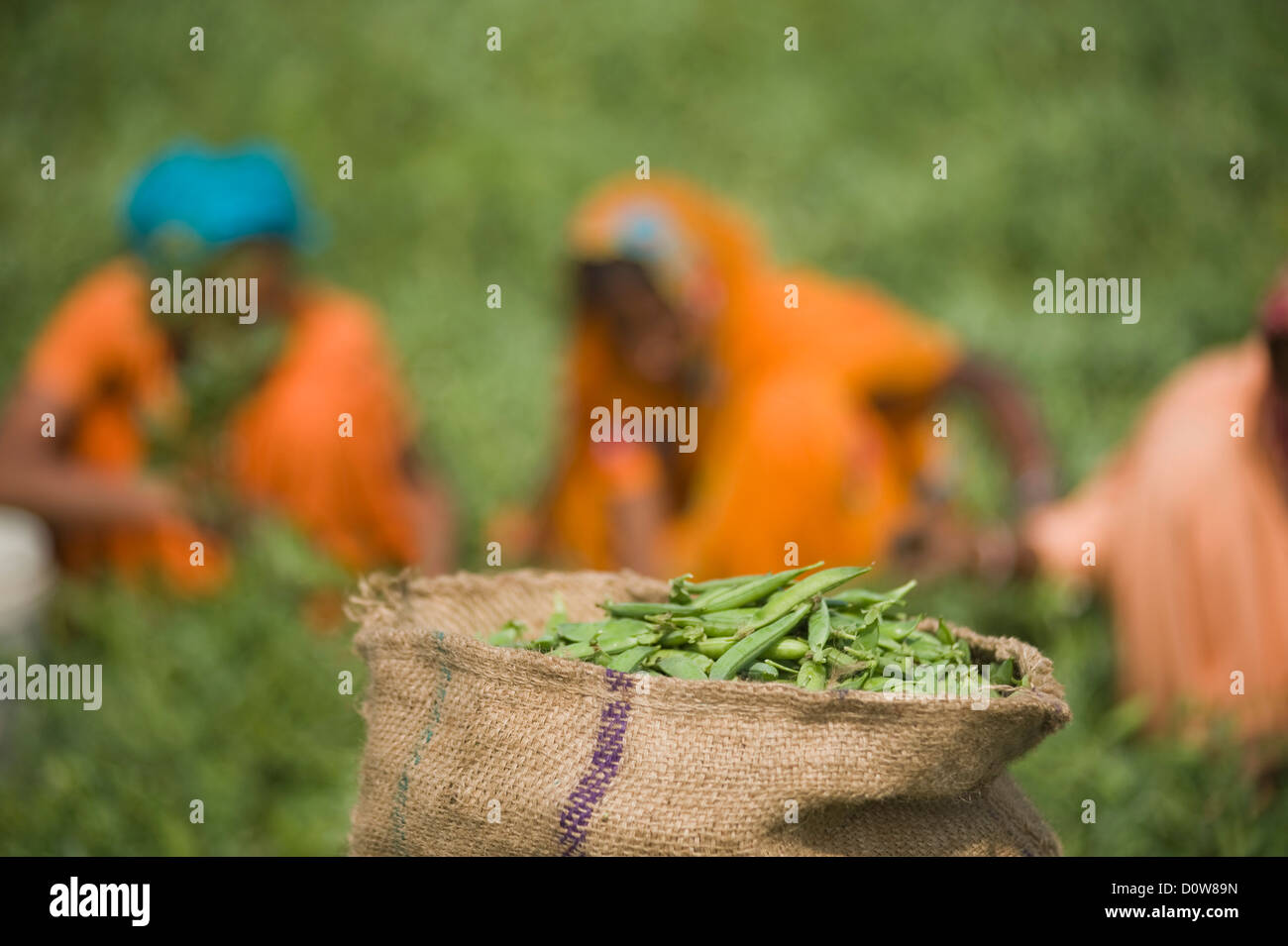 Nahaufnahme einer Sack der grünen Erbsenschoten in einem Feld, Farrukh Nagar, Gurgaon, Haryana, Indien Stockfoto