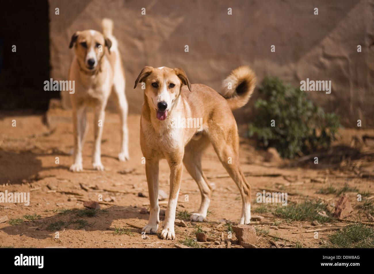 Zwei Hunde in einem Feld stehen, Farrukh Nagar, Gurgaon, Haryana, Indien Stockfoto