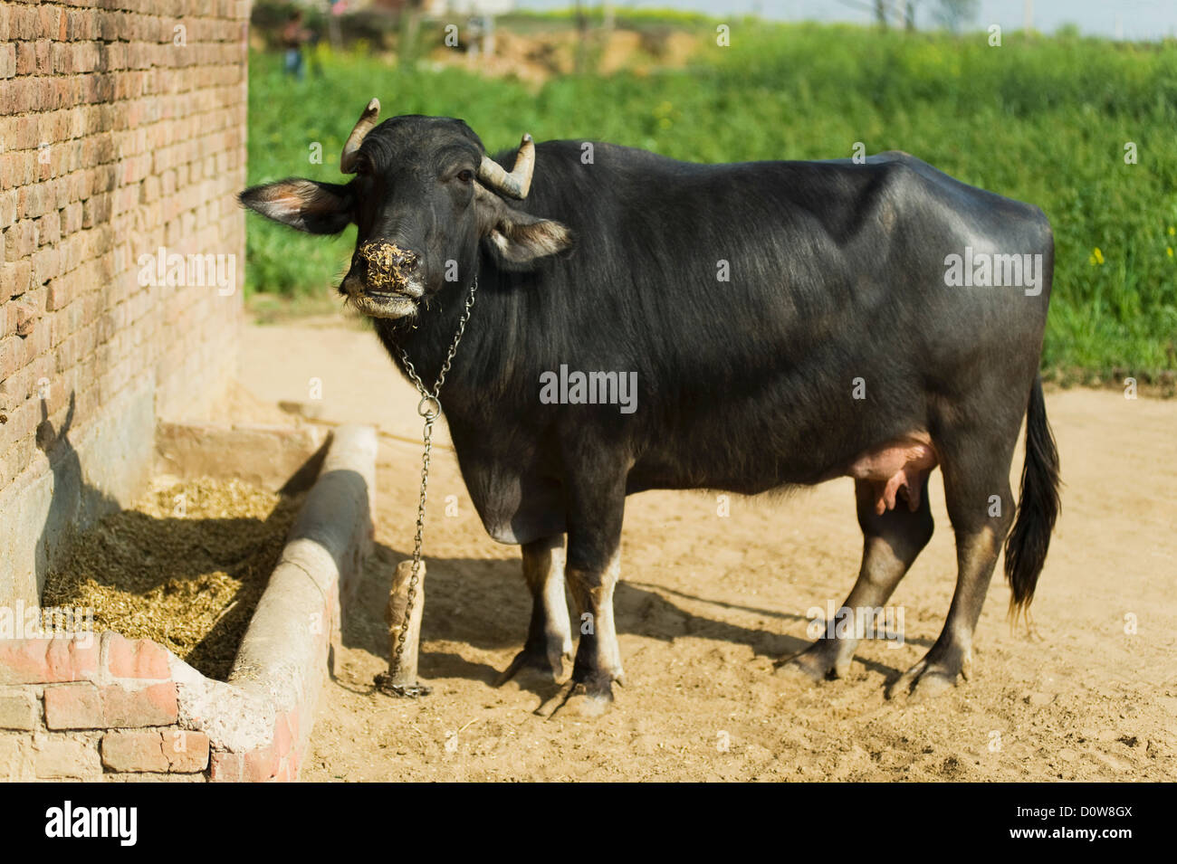 Wasserbüffel (Bubalus beispielsweise) Fütterung auf Futter, Farrukh Nagar, Gurgaon, Haryana, Indien Stockfoto