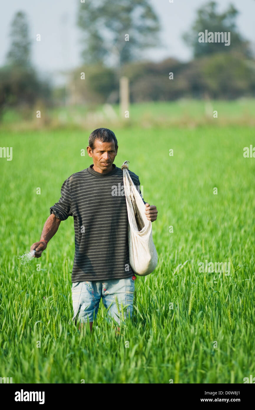 Landwirt Dünger in einem Feld zu verbreiten, Farrukh Nagar, Gurgaon, Haryana, Indien Stockfoto