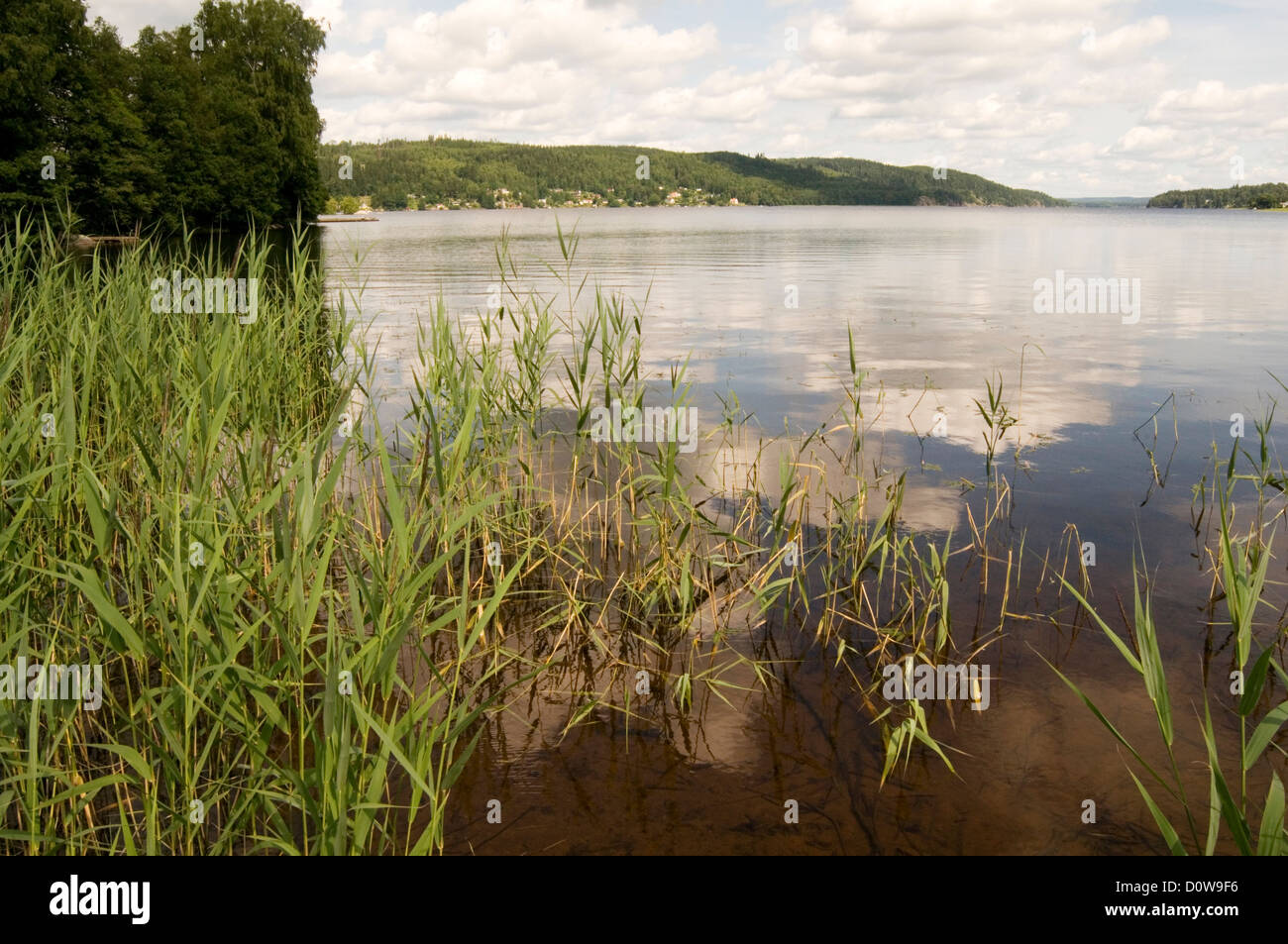 Seen Lake Schweden Schweden sauber Wasser frisch Reed Schilf Bett Schilfbeetes Röhrichten Filter filtern Stockfoto