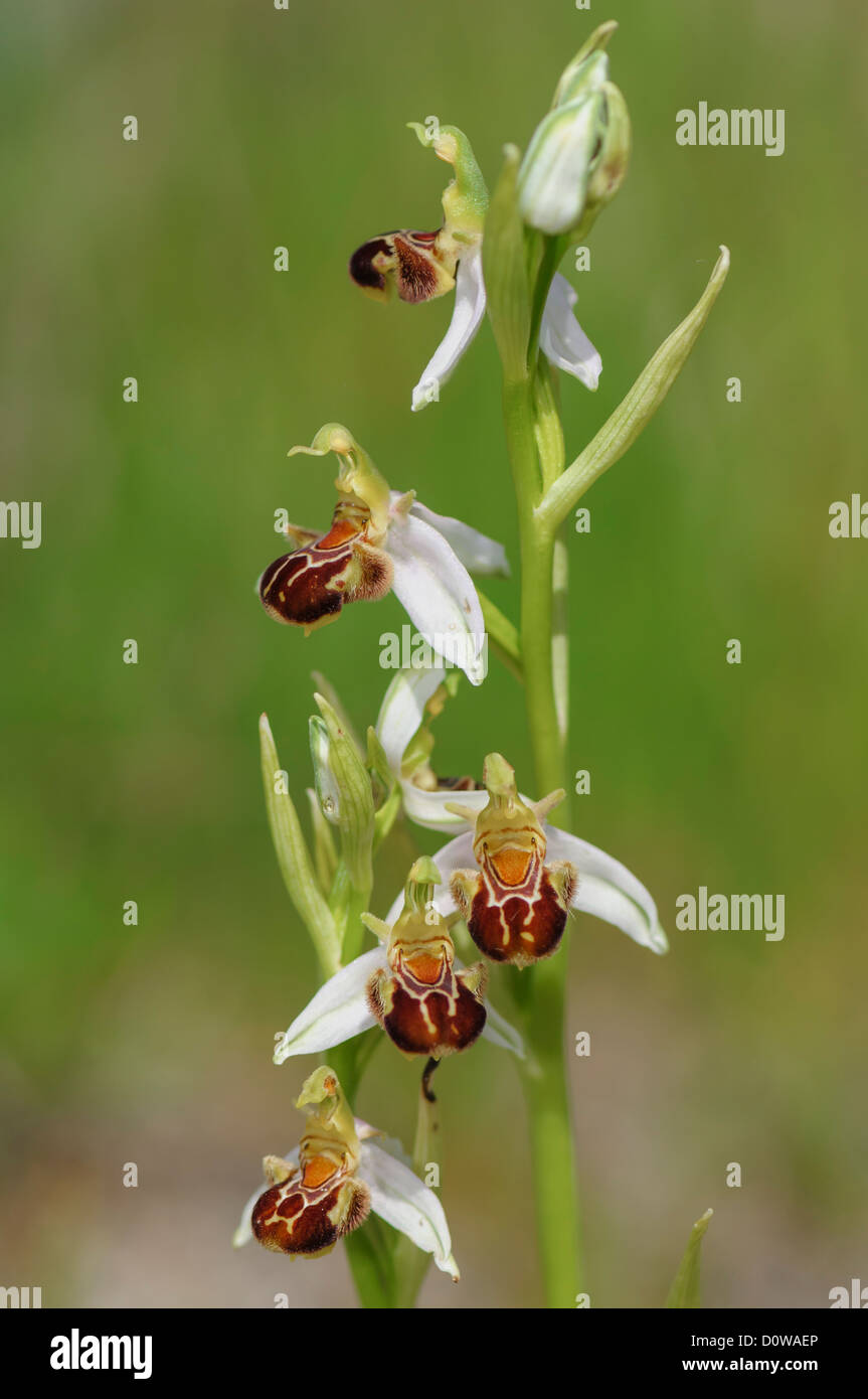 Bienenökologie Ragwurz, Ophrys Apifera, Biene Orchidee Stockfoto