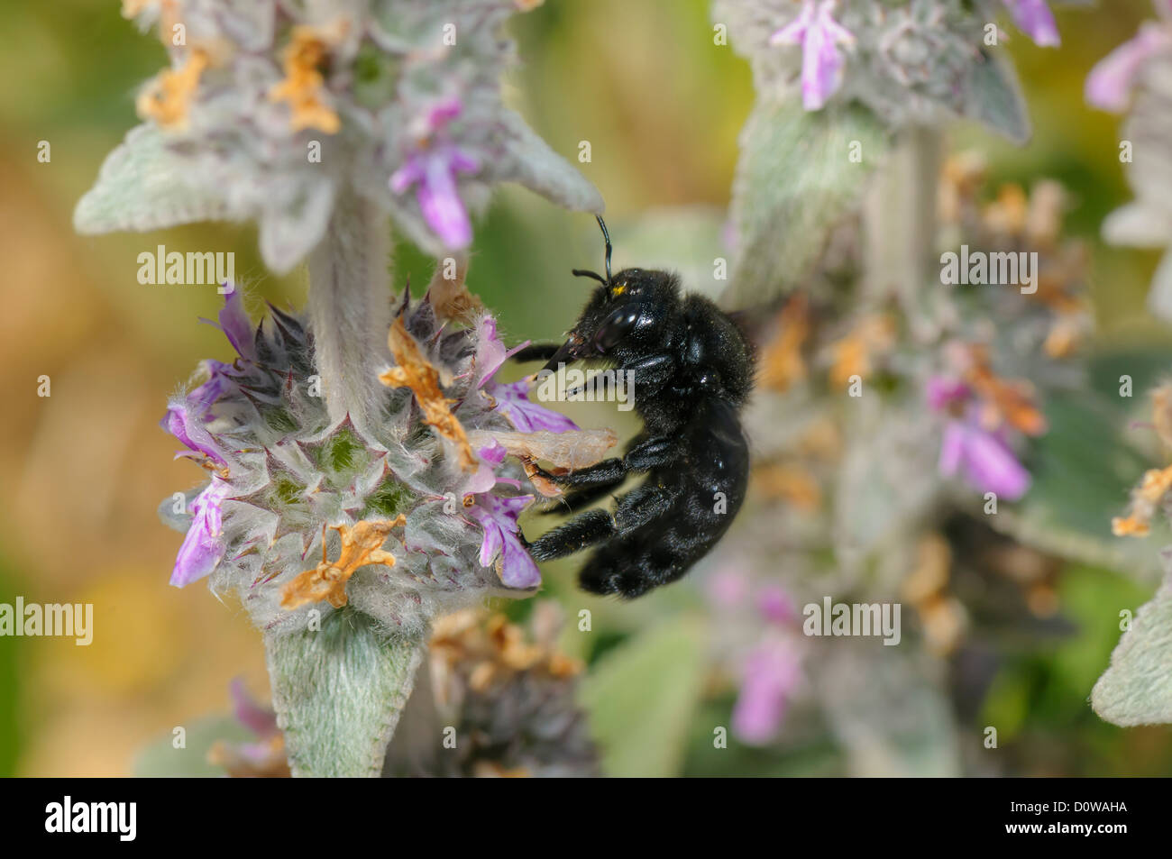 Blaue Holzbiene, Xylocopa Violacea, Holzbiene Stockfoto