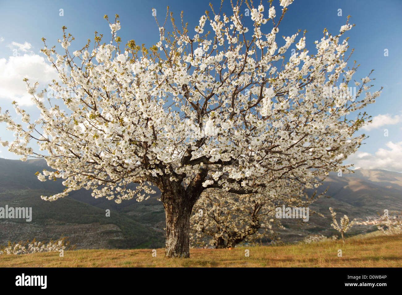 Kirschbaum Blüte im Jerte-Tal, Cáceres, Extremadura, Spanien Stockfoto