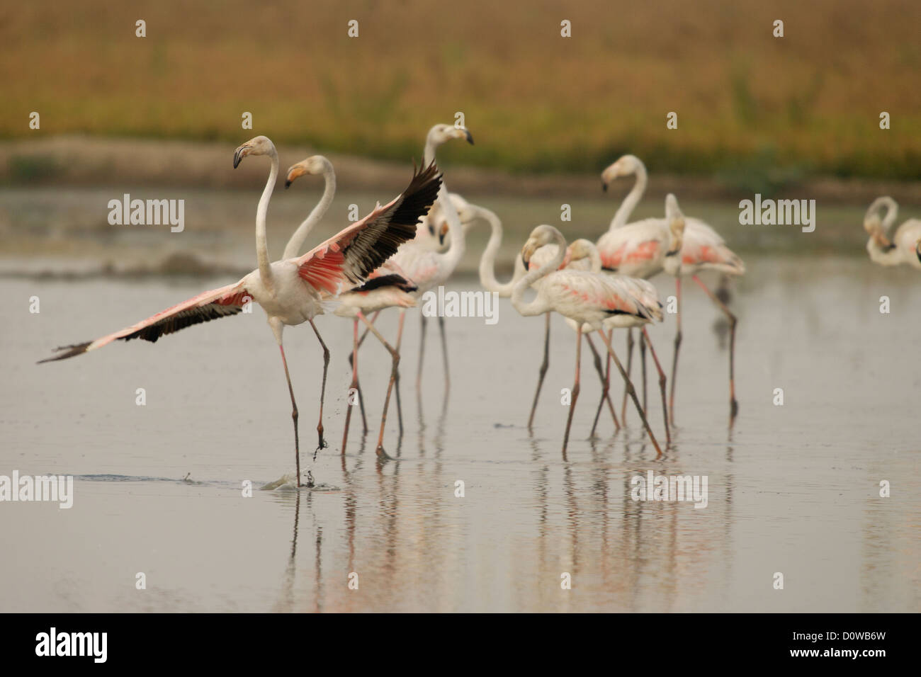 Größere Flamingo (Phoenicopterus Roseus) Gruppe bei Delta de Ebre Stockfoto