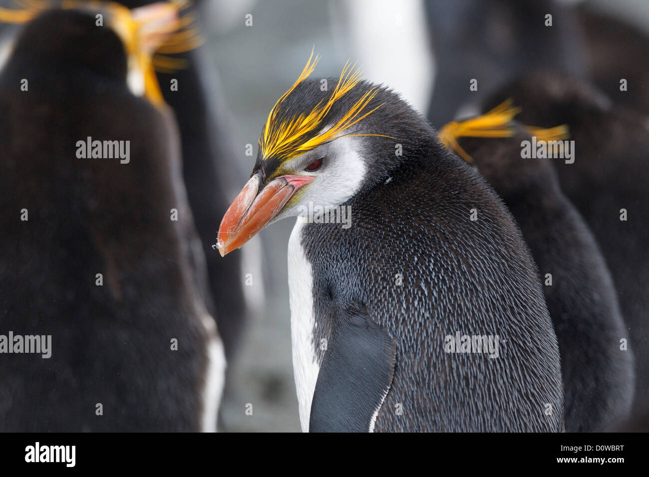 Haubenpinguin (Eudyptes Schlegeli) in Macquarie Island - Tasmanien - Australien Stockfoto