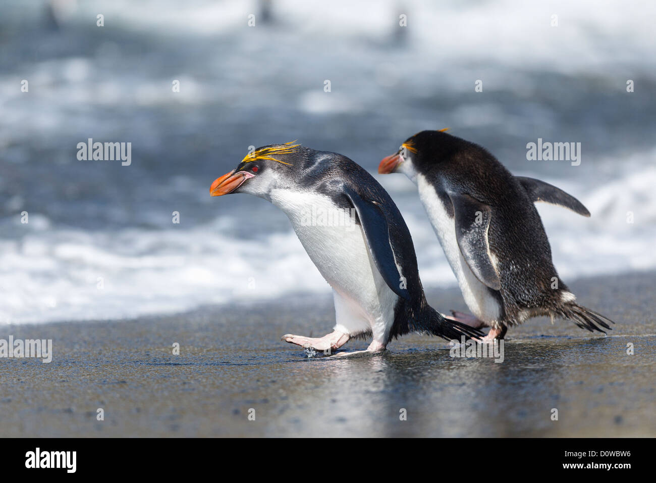 Haubenpinguin (Eudyptes Schlegeli) in Macquarie Island - Tasmanien - Australien Stockfoto