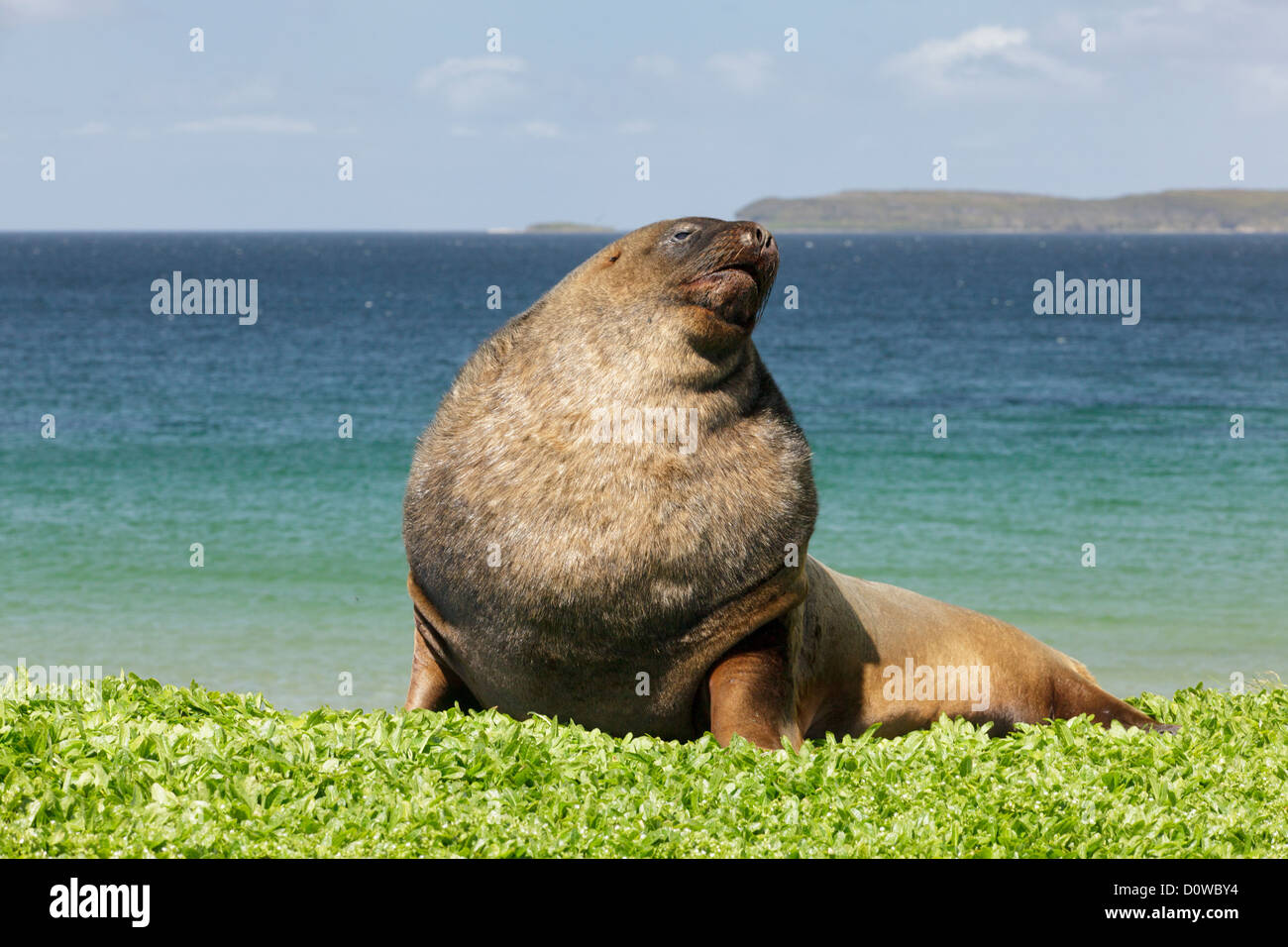 Neuseeland Seelöwe (Phocarctos Hookeri) auch bekannt als Hooker Seelöwen auf Campbell Island, Subantartic Inseln, Neuseeland Stockfoto