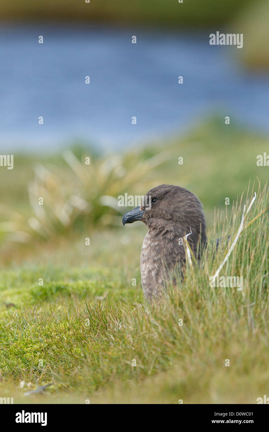 Braune Skua (Stercoraius Antarcticus) in Auckland Island, Subantartic Inseln, Neuseeland Stockfoto