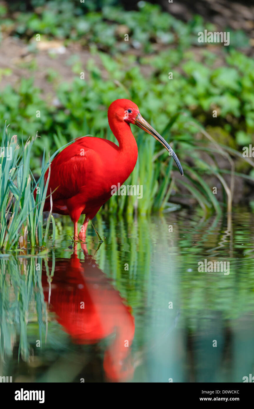 Scharlachsichler Eudocimus Ruber, scarlet ibis Stockfoto