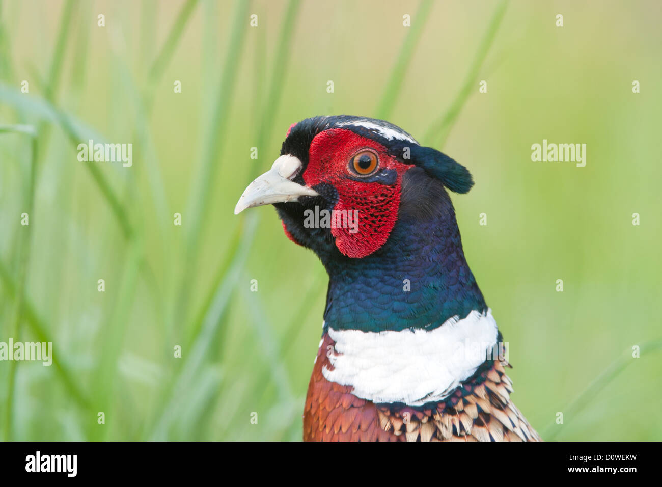 Ringhalsvögel Vogelarten Vogelkunde Wissenschaft Natur Tierwelt Umwelt Fasan Wildvögel Wildvögel Wildvögel Ringhalsvögel Stockfoto