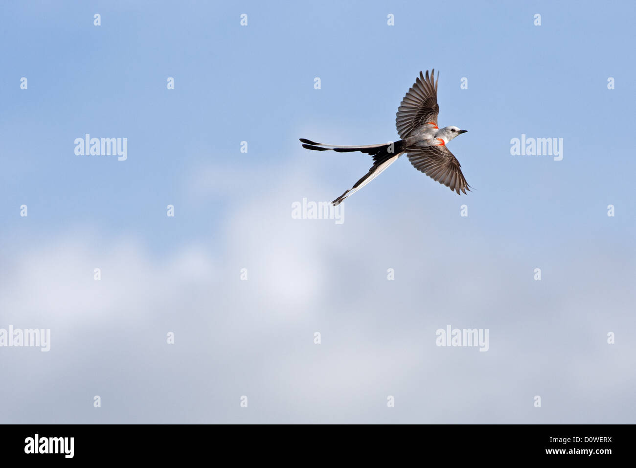 Scherenschwanz-Fliegenfänger im Flug Sitzender fliegender Vogel Vögel singvögel Ornithologie Wissenschaft Natur Tierwelt Umwelt Fliegenfänger Stockfoto