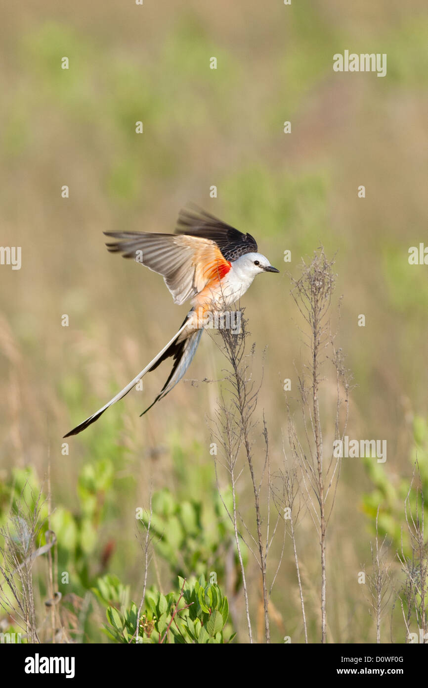 Scherenschwanz-Fänger Sitzvögel singvögel vogelgesang Vogelkunde Wissenschaft Natur Tierwelt Umwelt Fliegenfänger vertikal Stockfoto