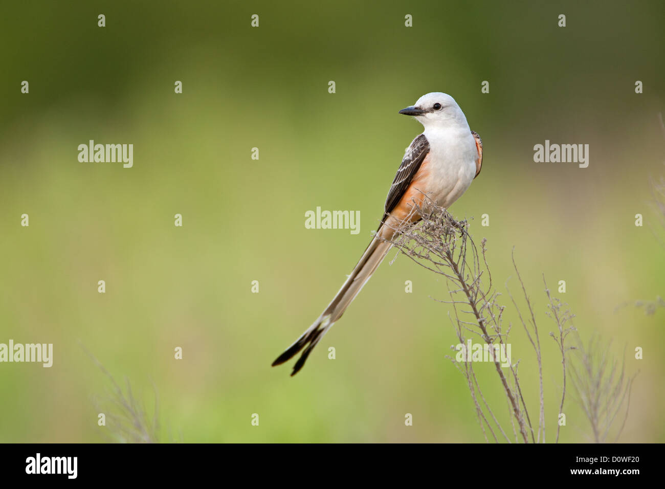 Scherenschwanz-Fänger Sitzvögel singvögel vogelgesang Vogelkunde Wissenschaft Natur Tierwelt Umwelt Fliegenfänger Stockfoto