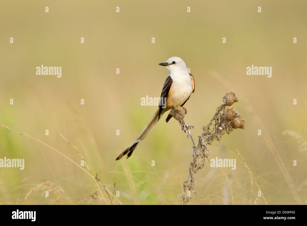 Scherenschwanz-Fänger Sitzvögel singvögel vogelgesang Vogelkunde Wissenschaft Natur Tierwelt Umwelt Fliegenfänger Stockfoto