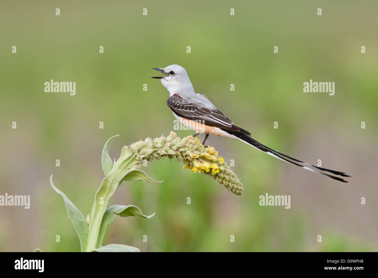 Scherenschwanz-Fliegenfänger Singen auf Mullein Sitzvögel singvögel vogelgesang Vogelkunde Wissenschaft Natur Tierwelt Umwelt Fliegenfänger Stockfoto