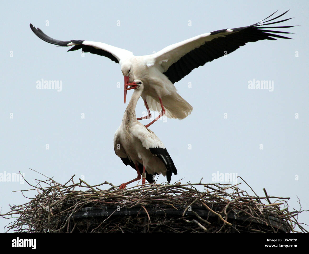 Zwei Weißstörche auf dem Nest in einem Balz Ritual kurz vor der Paarung Stockfoto