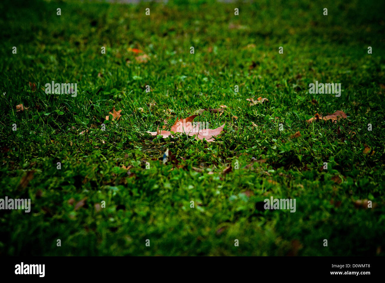 Herbstblatt trocken fallen auf einem grünen Teppich (Foglia Autunnale Secca Caduta Su un Tappeto Verde) Stockfoto