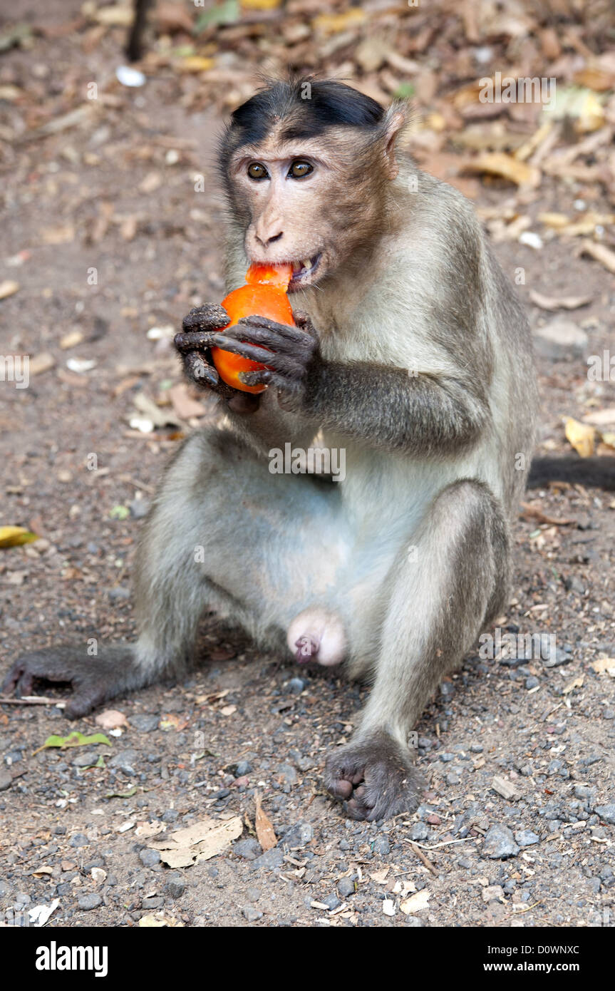 Rhesus-Makaken - Macaca mulatta Stockfoto