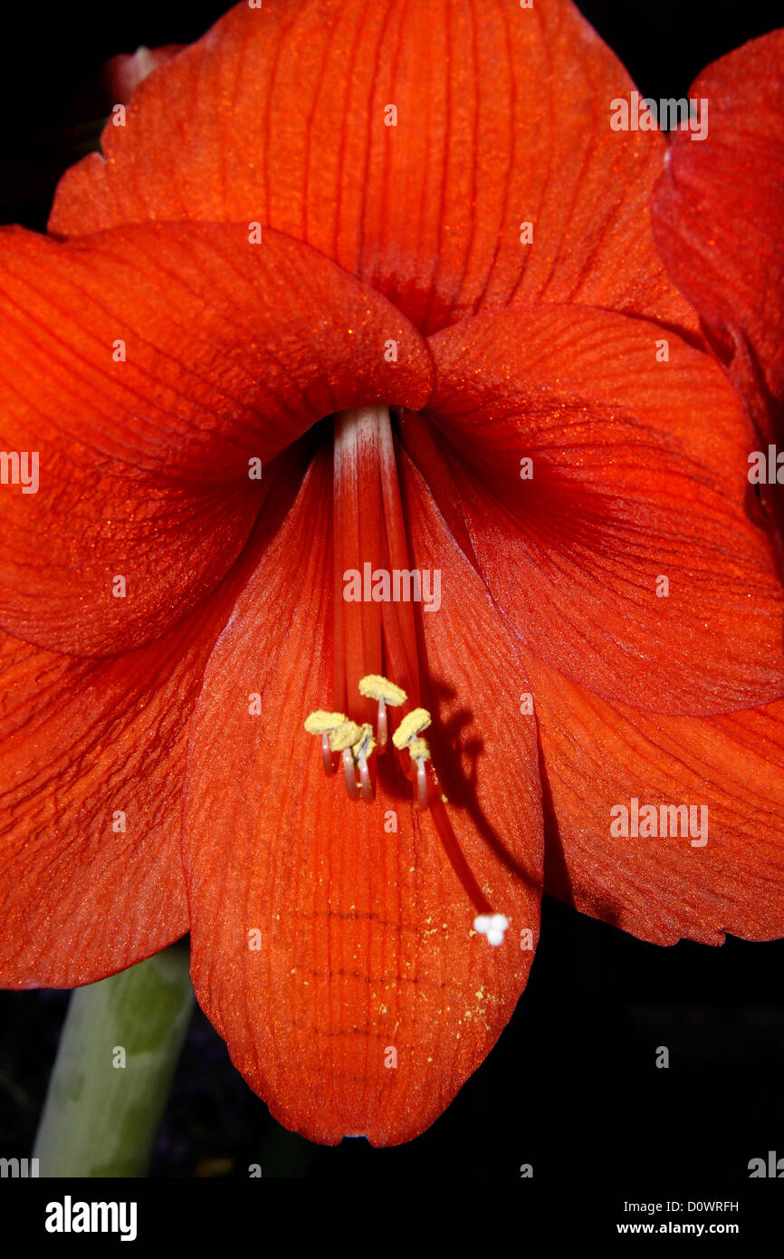 Nahaufnahme einer tiefroten Amaryllis Blume Stockfoto
