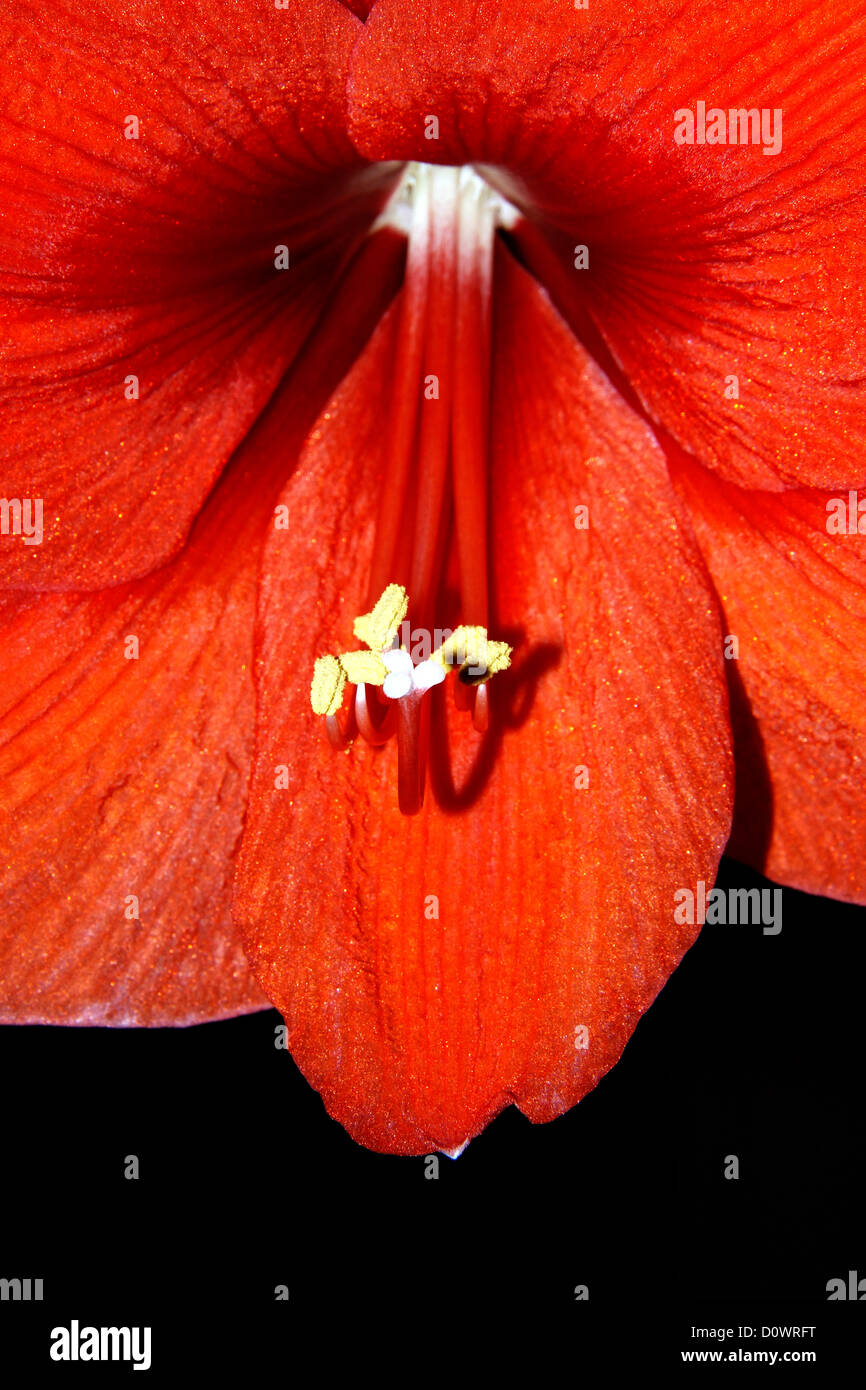 Nahaufnahme einer tiefroten Amaryllis Blume Stockfoto