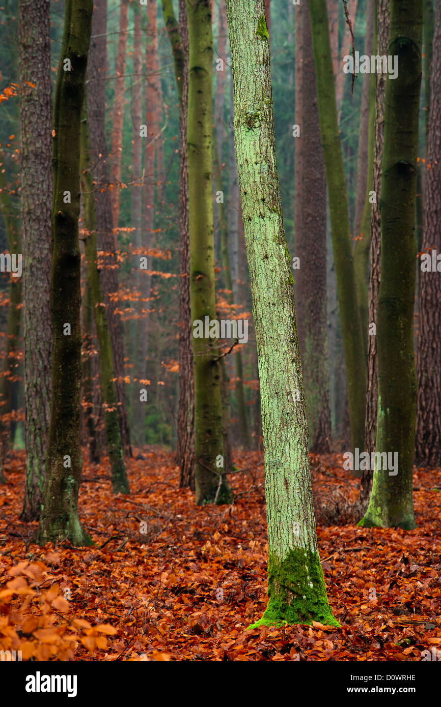 Mystischen Wald - moosigen ok Baum gefallen rote Blätter im Herbst. Stockfoto