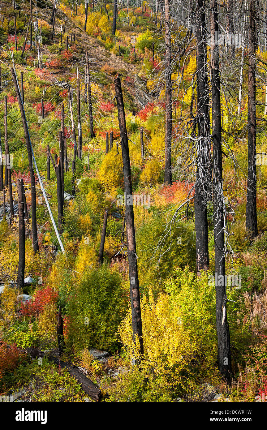 Waldbrand verbrannt Bereich Tumwater Canyon, Okanogan-Wenatchee National Forest, Cascade Mountains, Washington. Stockfoto