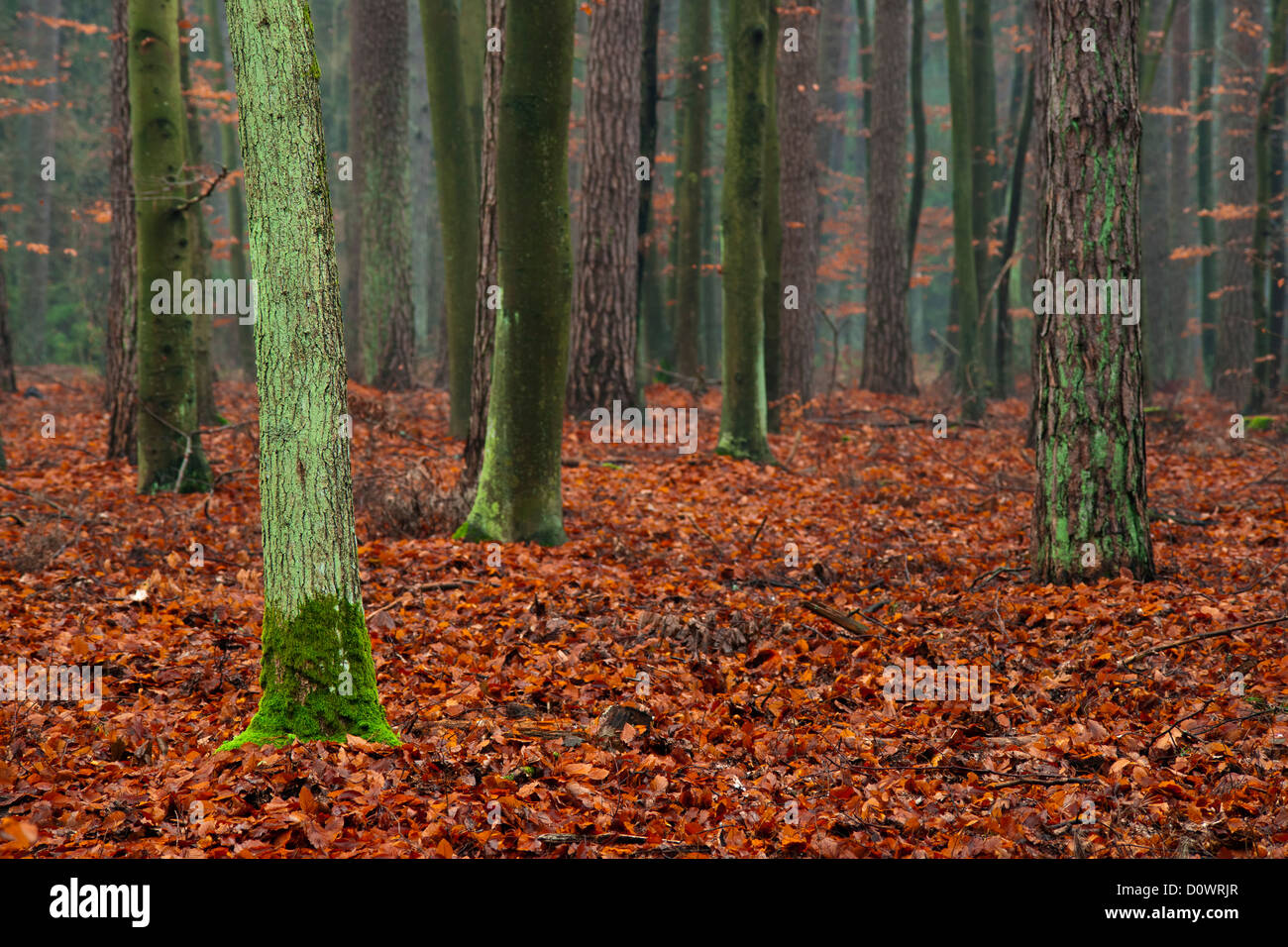 Mystischen Wald - moosigen ok Baum gefallen rote Blätter im Herbst. Stockfoto