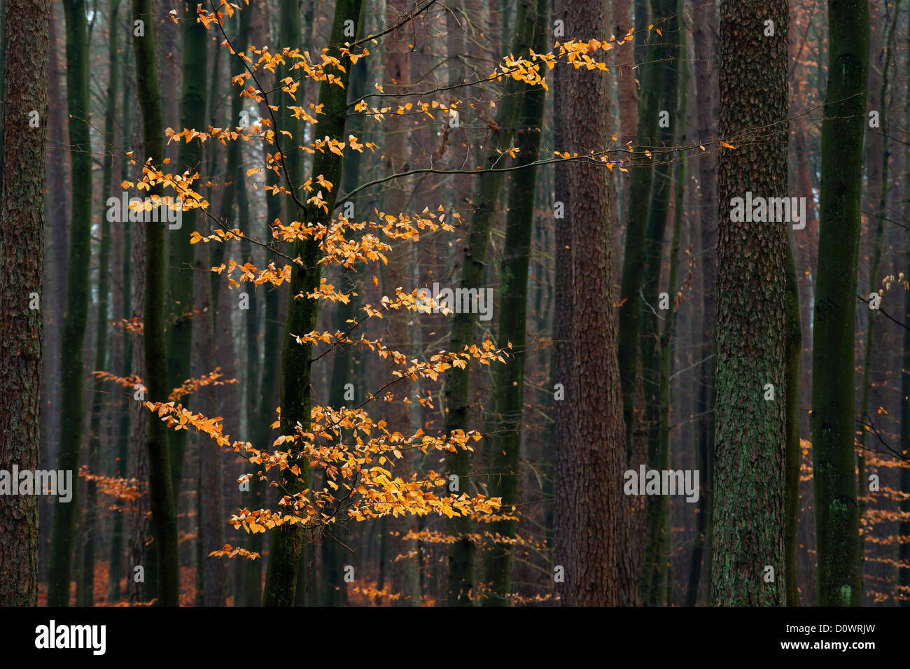 Hainbuche Baum mit goldenen Herbst Blätter im Wald. Stockfoto