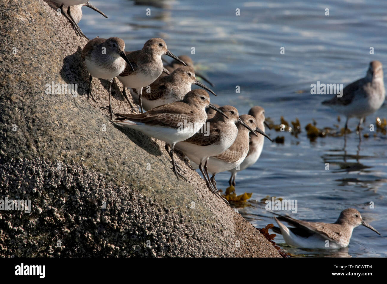 Herde von Alpenstrandläufer (Calidris Alpina) auf Felsen entlang der Küste bei Bowser, Vancouver Island, BC, Kanada im März Stockfoto