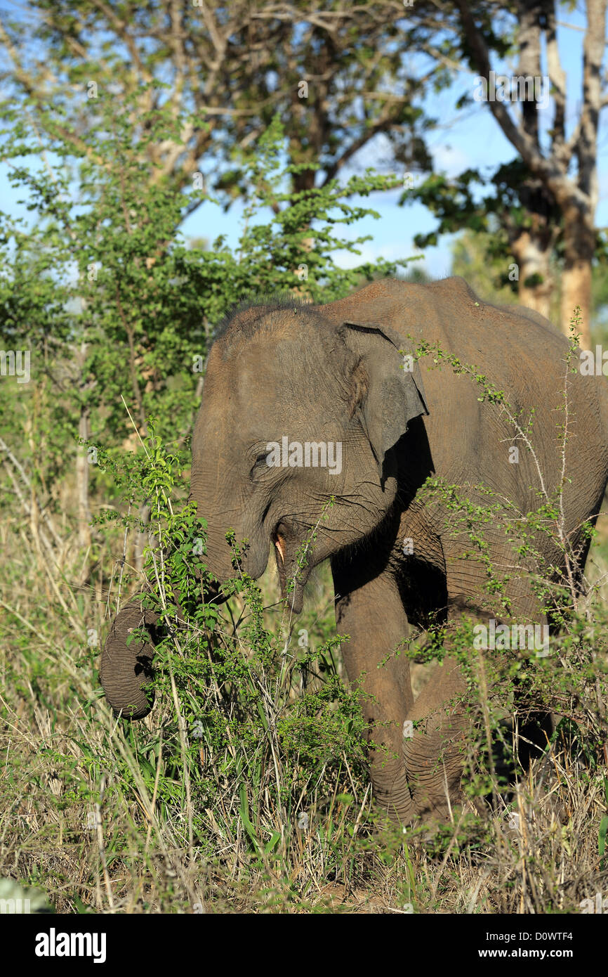 Elefanten füttern auf üppige Vegetation nach in Uda Walawe Nationalpark in Sri Lanka Monsunregen Stockfoto