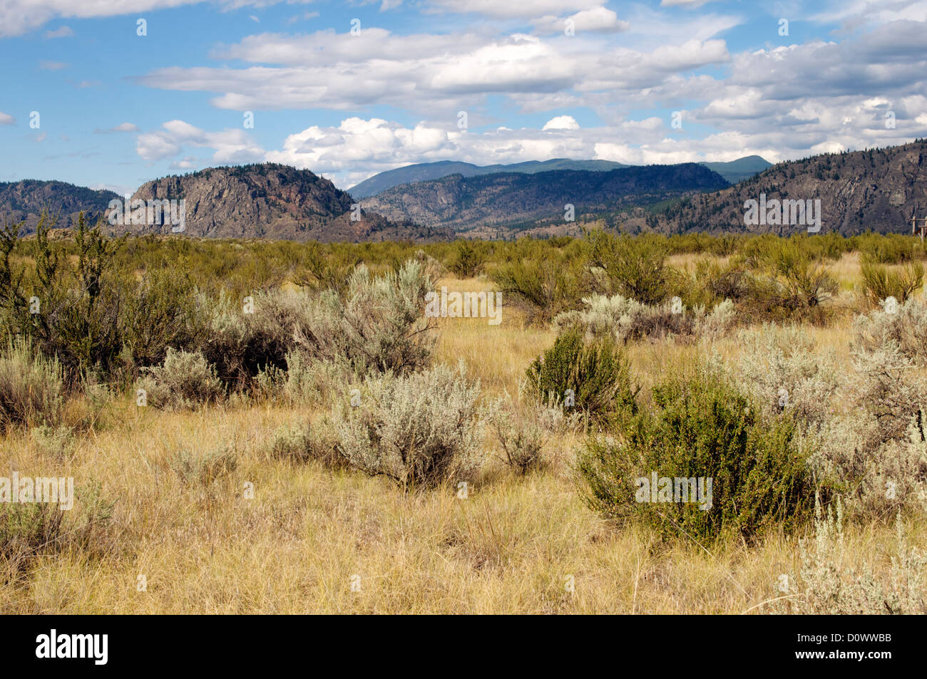 Bürste Wüstenlandschaft Stockfoto