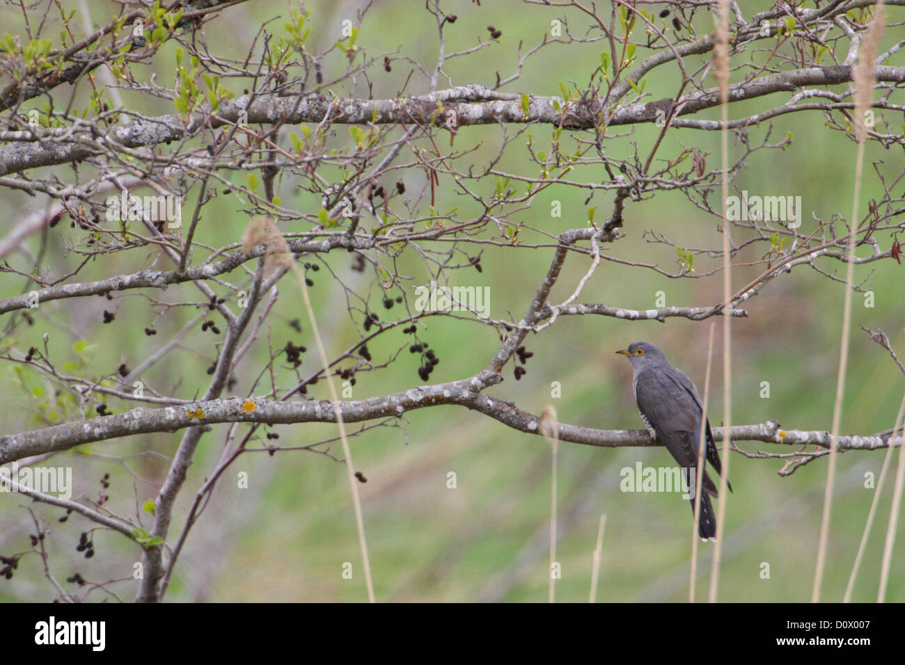 Gemeinsamen Kuckuck (Cuculus Canorus), Männchen, Frühling. Europa. Stockfoto