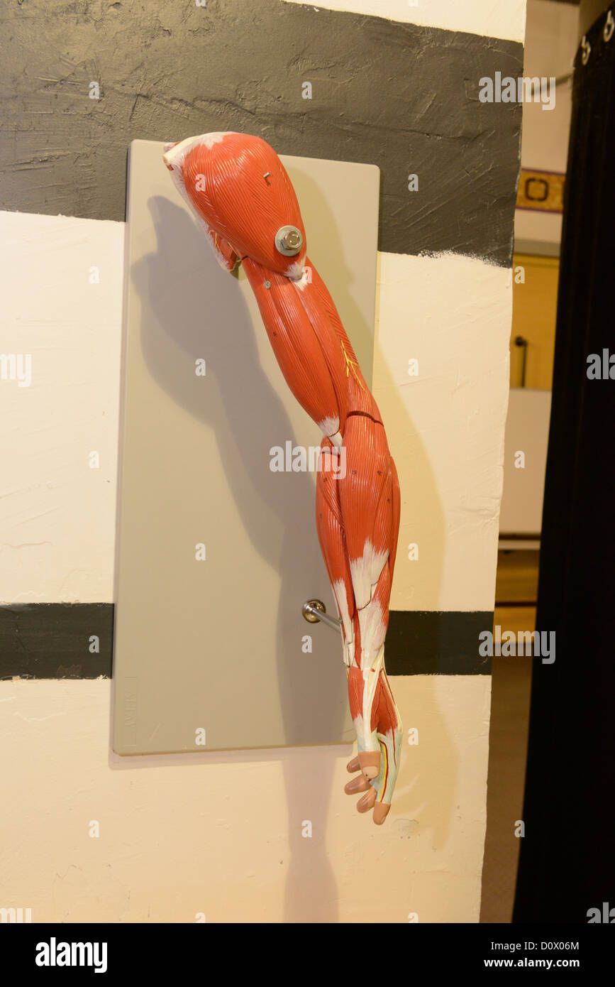 medizinische Ausbildung Armteil menschlichen Museum Ausstellung Stockfoto