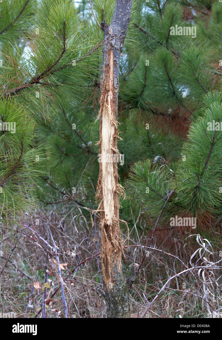 Kleiner Baum wird durch einen Bock s Geweihe während der Brunftzeit eingerieben. Stockfoto
