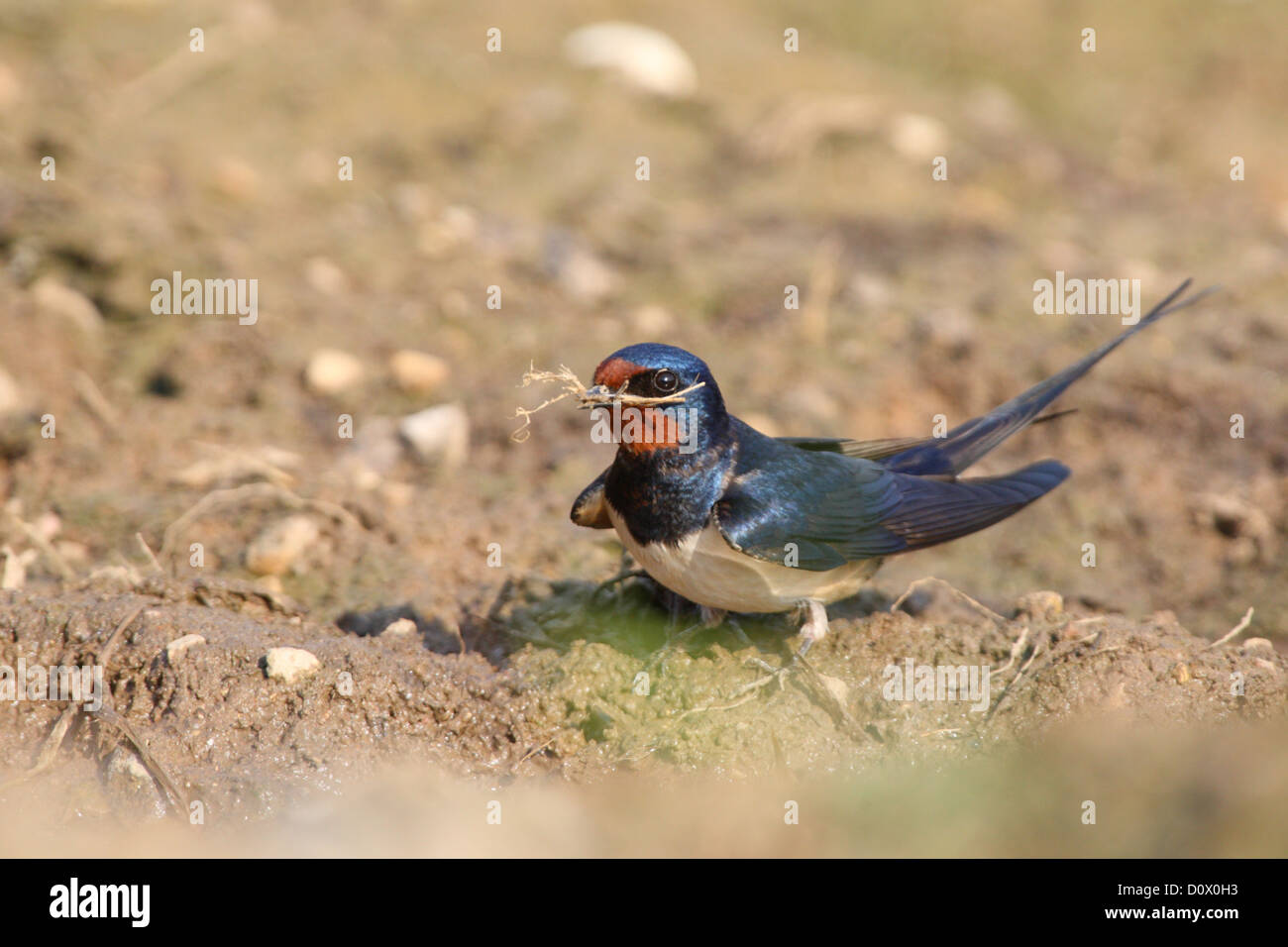 Rauchschwalbe (Hirundo Rustica) sammeln nest Material im Frühjahr. Europa Stockfoto