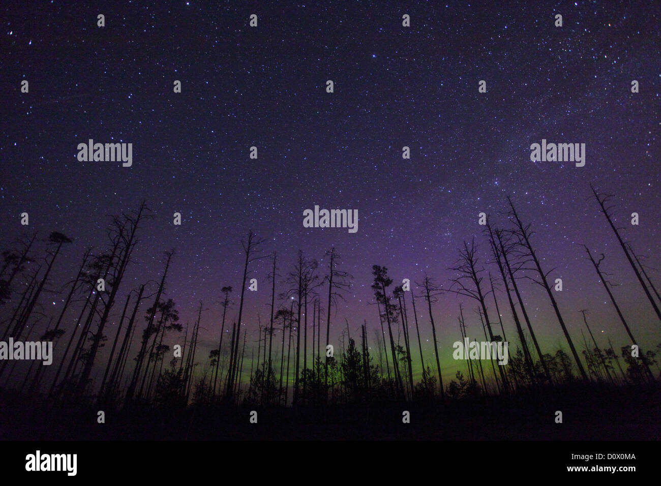 Nacht im Moor mit Bäumen und Nordlichter (Aurora Borealis) am Himmel. Stockfoto