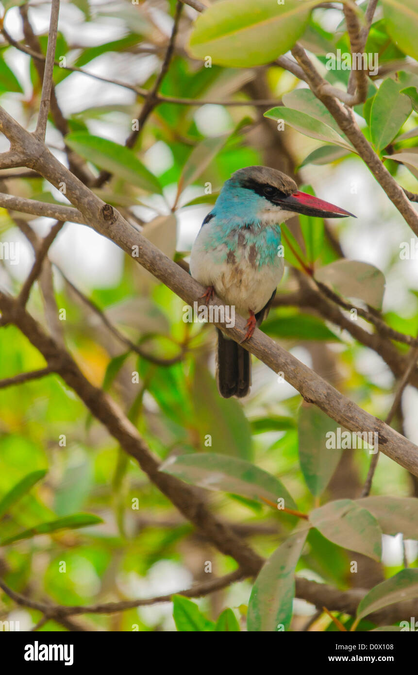 Blau-Breasted Kingfisher (Halcyon Malimbica) Kotu Stream Gambia Westafrika Stockfoto